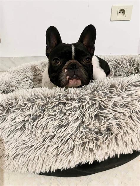 Bouledogue français Kennel Tunisie .